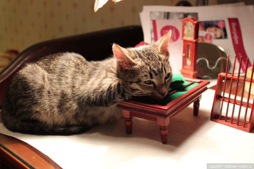 Куклы и коты или всемирный день домашних животных (фото 7)