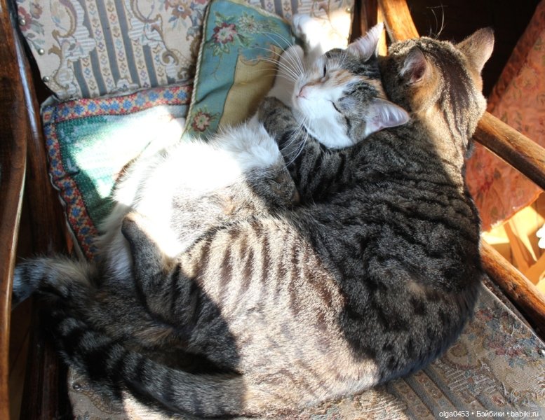 Куклы и коты или всемирный день домашних животных