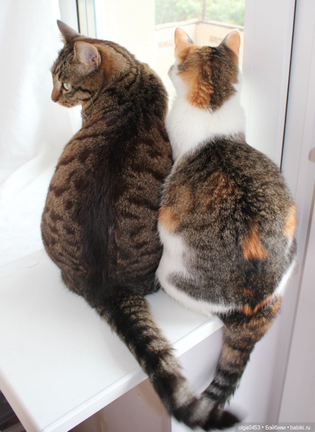 Куклы и коты или всемирный день домашних животных