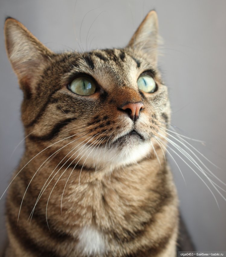 Куклы и коты или всемирный день домашних животных