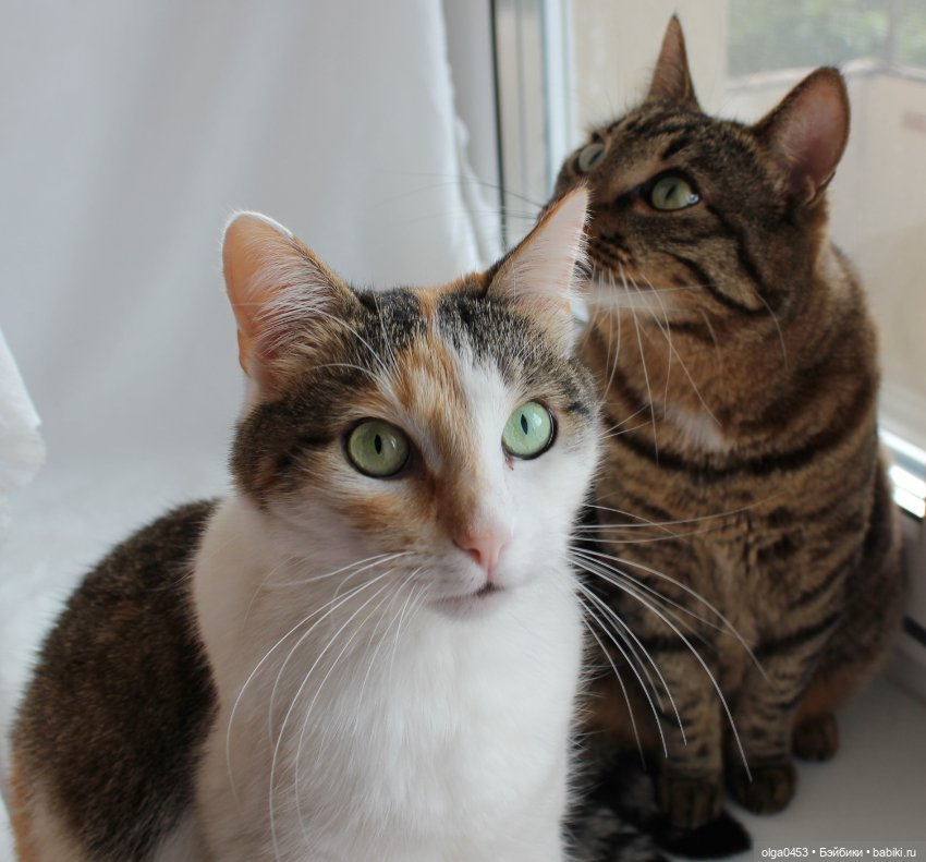 Куклы и коты или всемирный день домашних животных