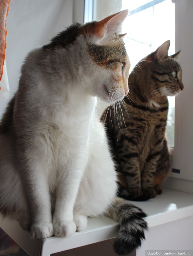 Куклы и коты или всемирный день домашних животных