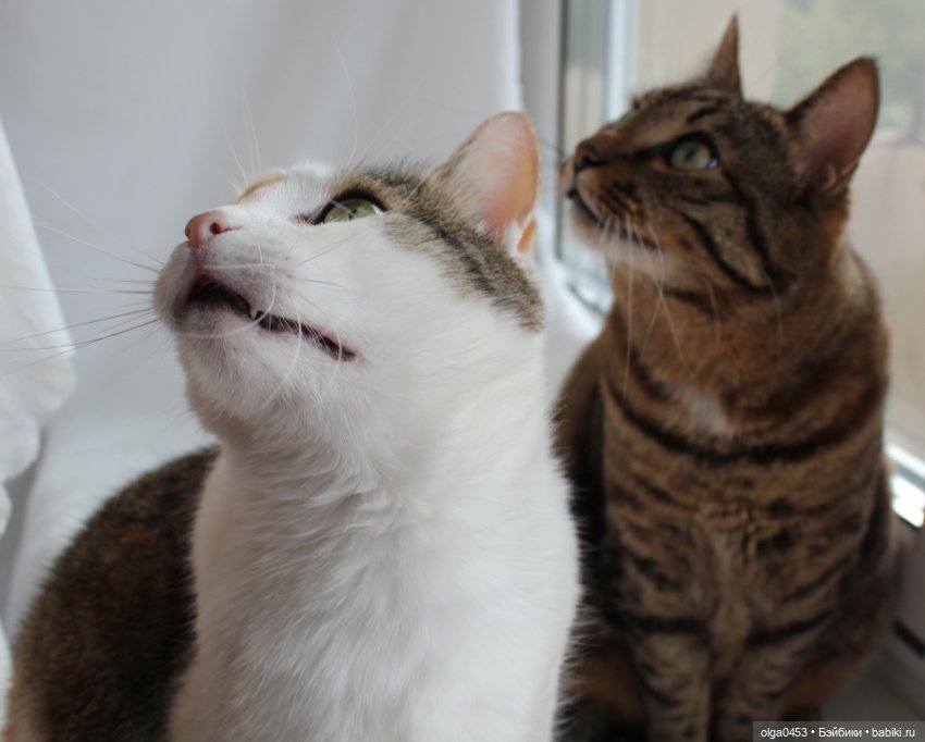 Куклы и коты или всемирный день домашних животных