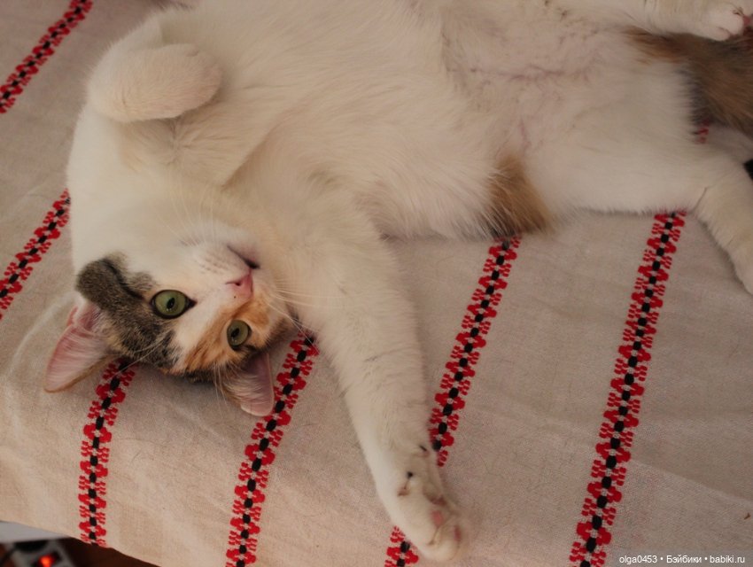 Куклы и коты или всемирный день домашних животных