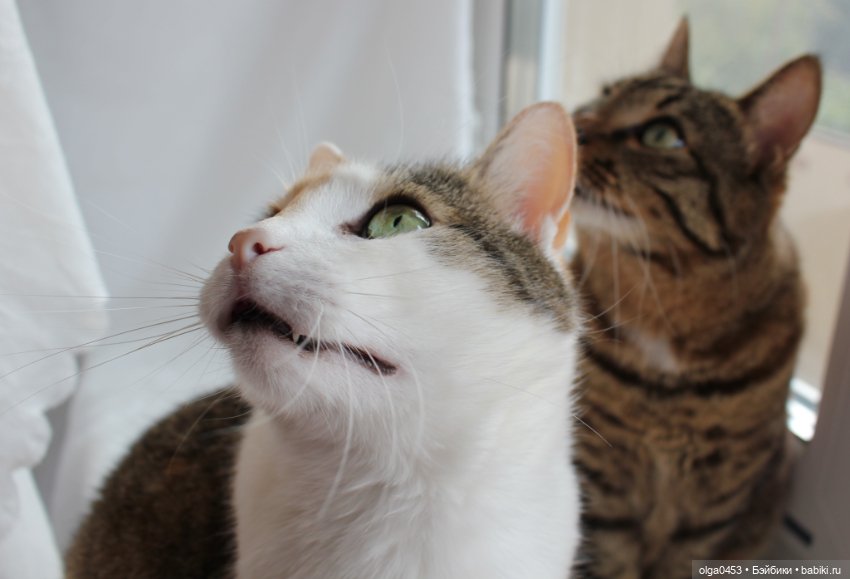 Куклы и коты или всемирный день домашних животных