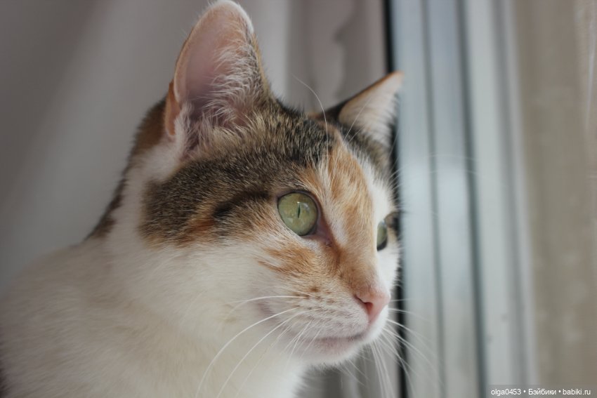 Куклы и коты или всемирный день домашних животных