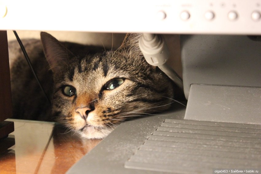 Куклы и коты или всемирный день домашних животных