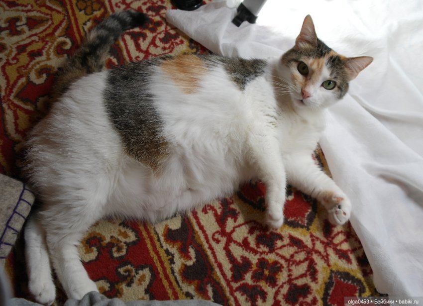 Куклы и коты или всемирный день домашних животных