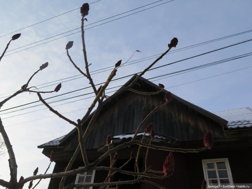 Зима в деревне для Стеллы Ruby Red Siblies