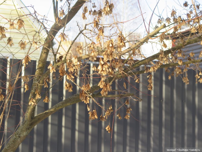 Зима в деревне для Стеллы Ruby Red Siblies