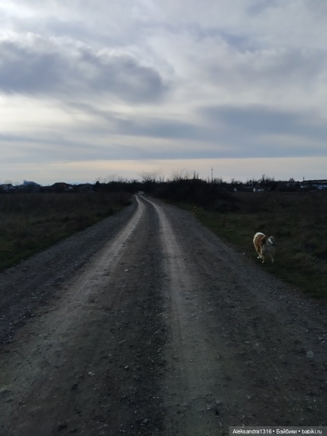 Может знает лес высоту Небес🌤️