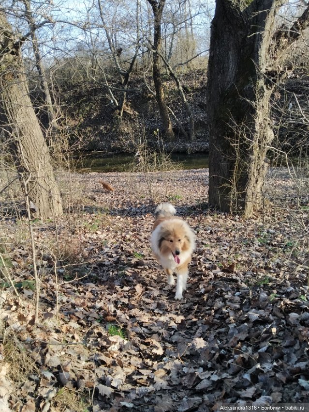 Может знает лес высоту Небес🌤️