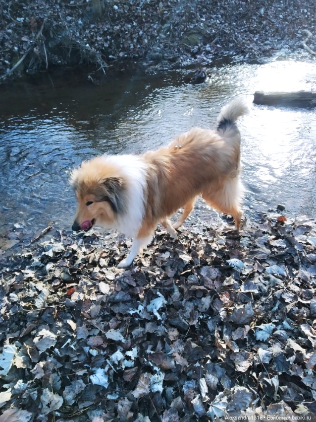 Может знает лес высоту Небес🌤️
