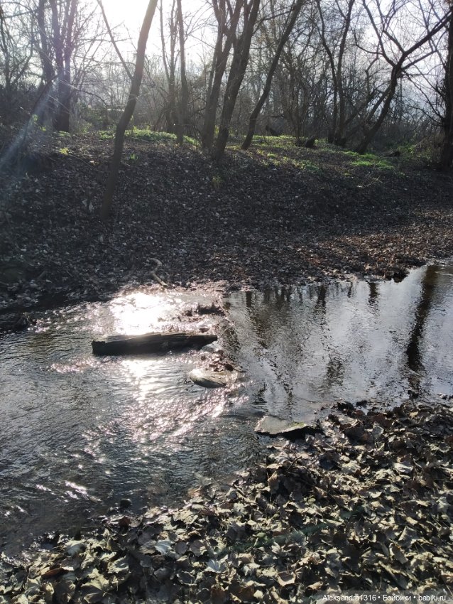 Может знает лес высоту Небес🌤️