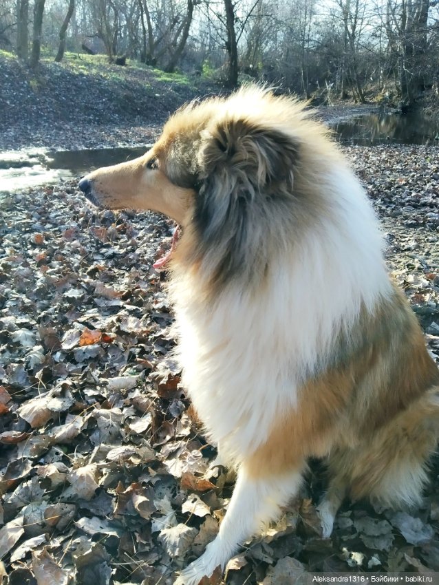 Может знает лес высоту Небес🌤️