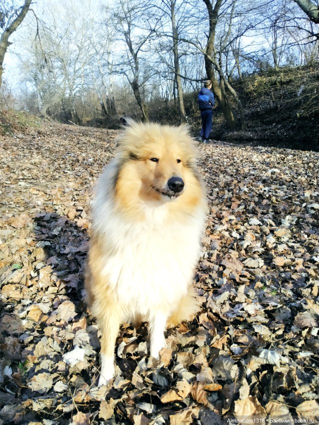 Может знает лес высоту Небес🌤️