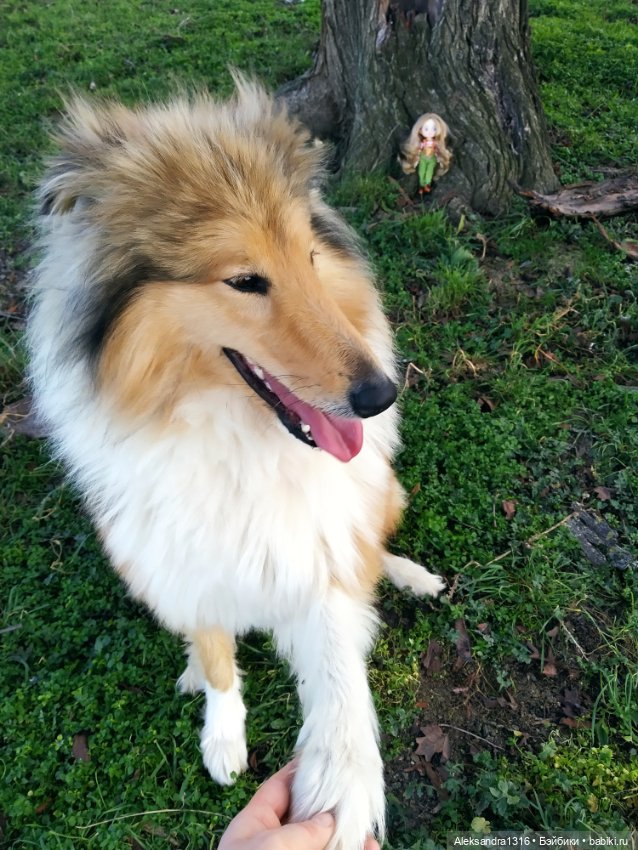 Может знает лес высоту Небес🌤️