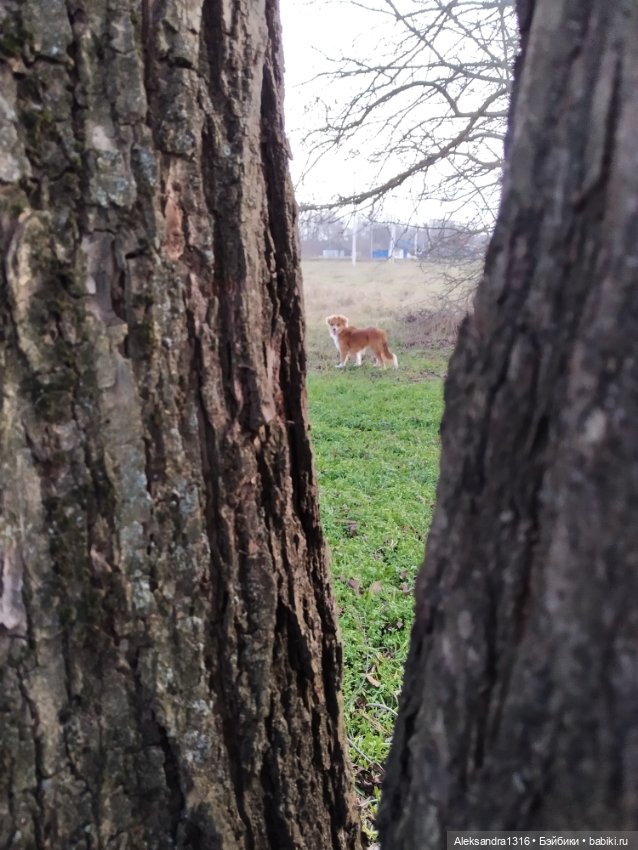 Может знает лес высоту Небес🌤️
