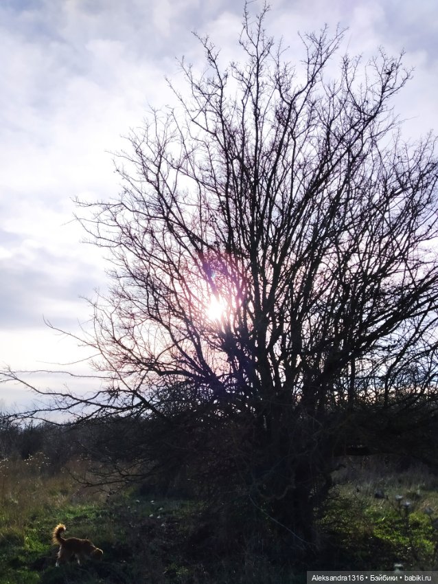 Может знает лес высоту Небес🌤️