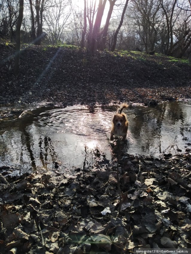Может знает лес высоту Небес🌤️