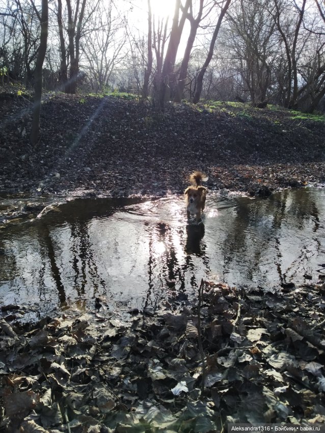 Может знает лес высоту Небес🌤️