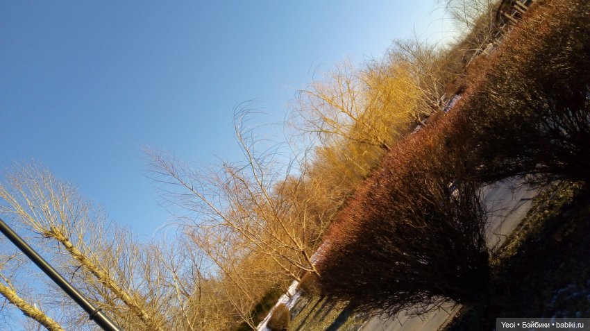 Зельфы в парке, декабрь. The Zelfs (фото 2)