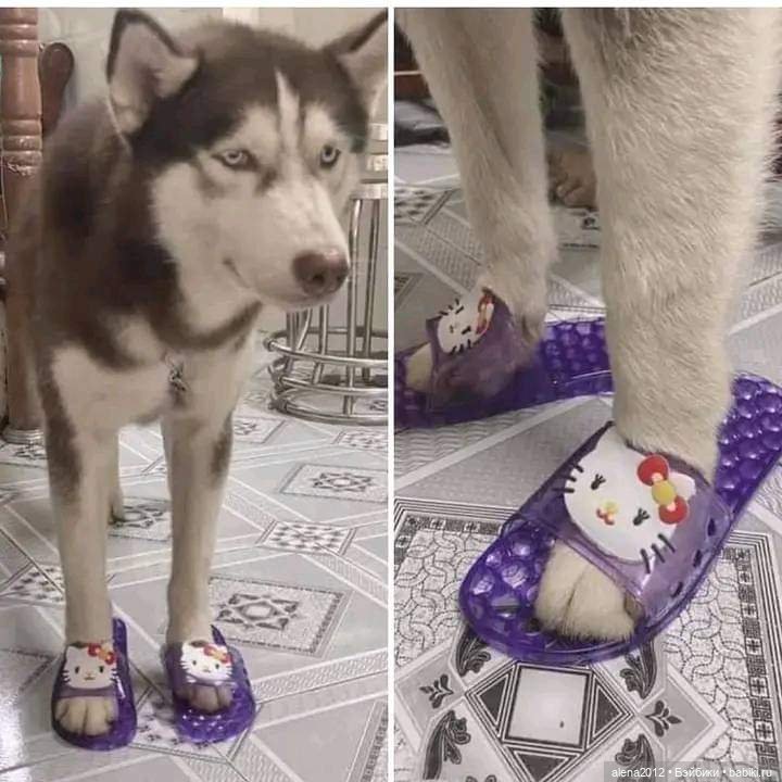 С миру по нитке, голому рубаха. И штанишки. И лапоточки