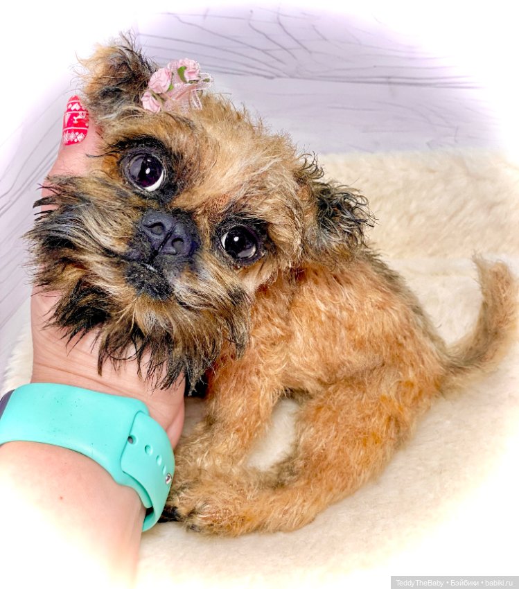 Джолли 🐶 — Реалистичные игрушки и звери (Натюр): собаки (фото 7)