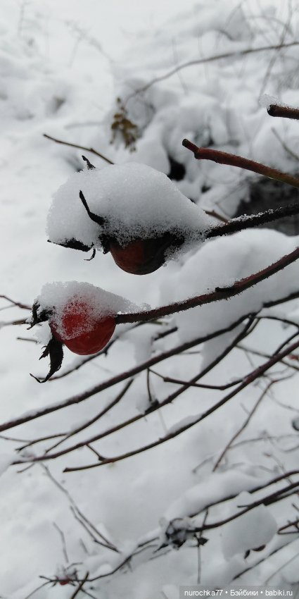 Снежная Королева — Куклы Gotz (Готц): Ханна