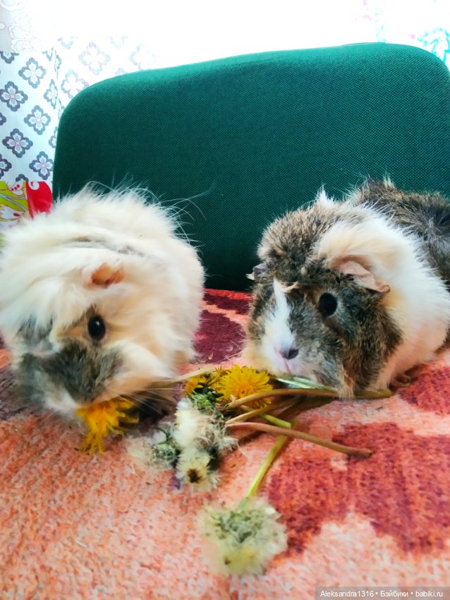 Зимние одуванчики или как Маня чуть Кузю не слопала😄