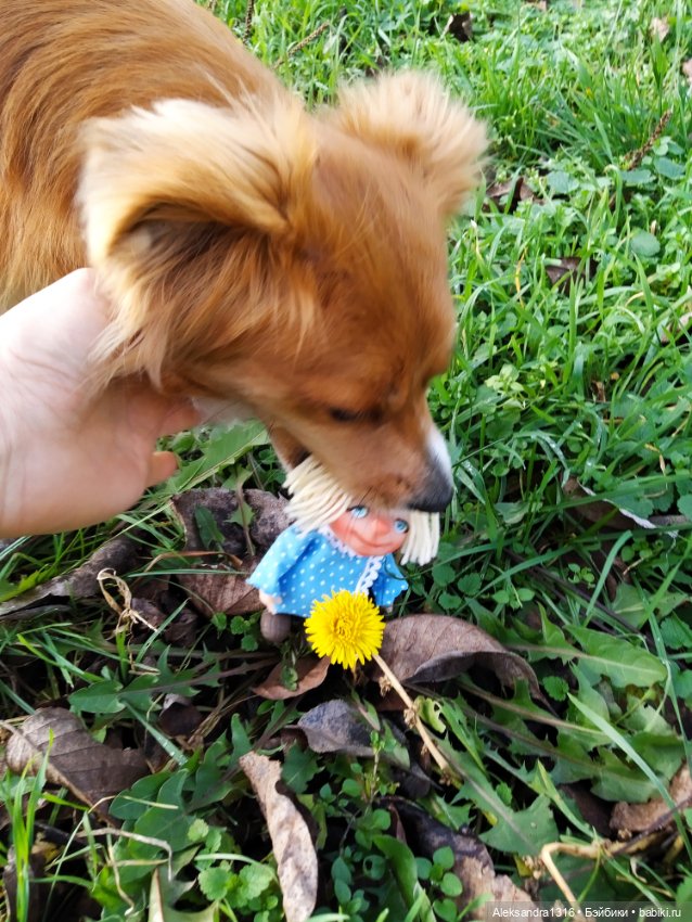 Зимние одуванчики или как Маня чуть Кузю не слопала😄