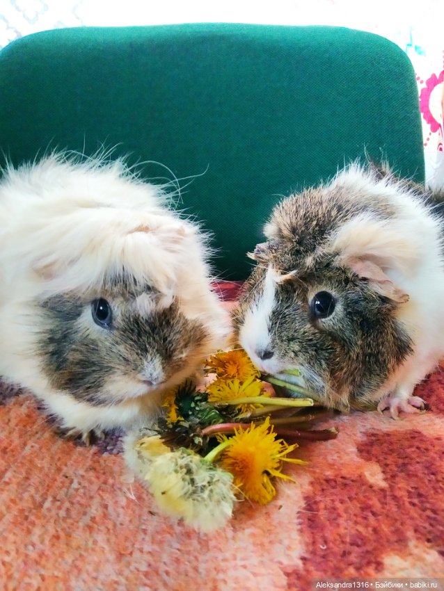 Зимние одуванчики или как Маня чуть Кузю не слопала😄