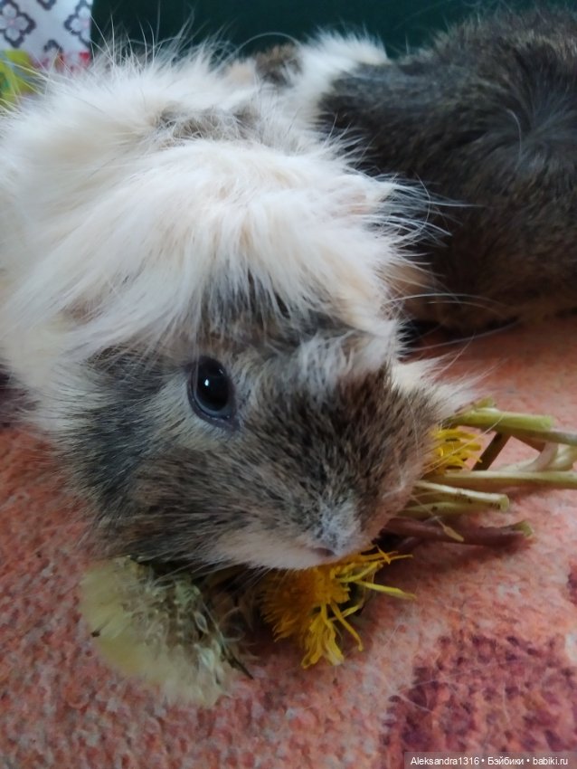 Зимние одуванчики или как Маня чуть Кузю не слопала😄