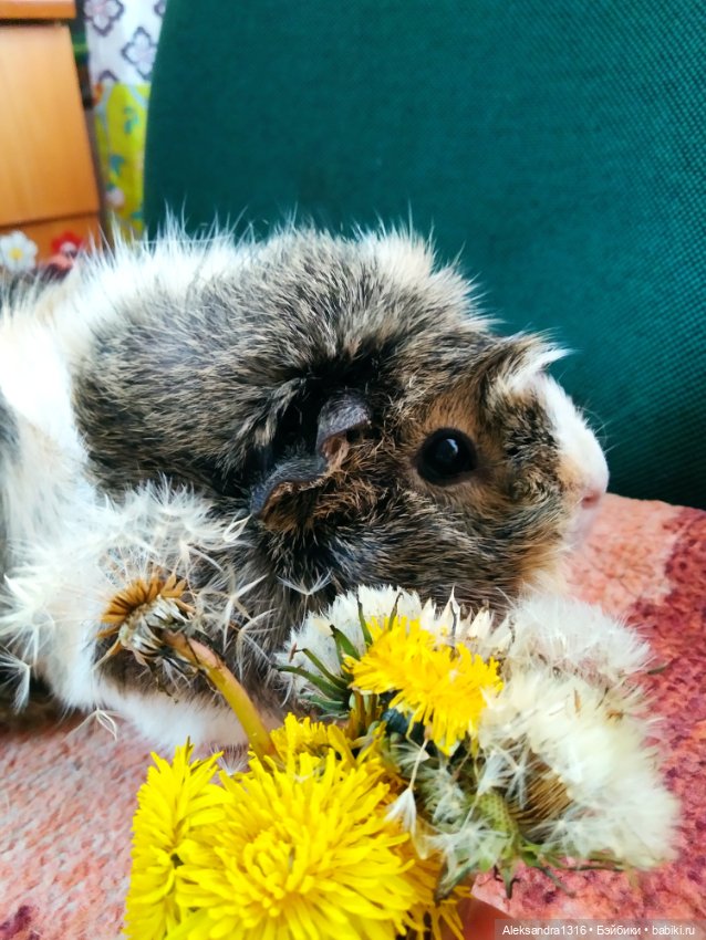 Зимние одуванчики или как Маня чуть Кузю не слопала😄