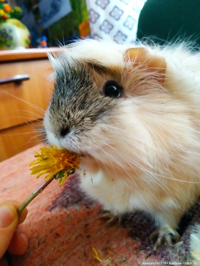 Зимние одуванчики или как Маня чуть Кузю не слопала😄