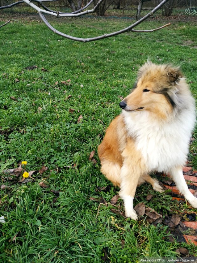 Зимние одуванчики или как Маня чуть Кузю не слопала😄