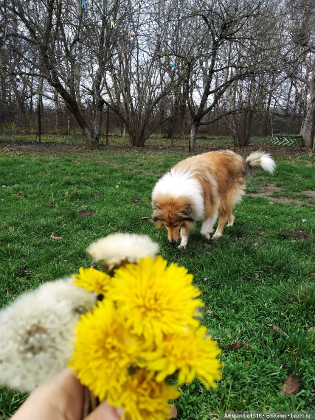 Зимние одуванчики или как Маня чуть Кузю не слопала😄