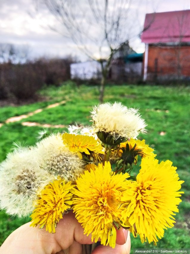 Зимние одуванчики или как Маня чуть Кузю не слопала😄