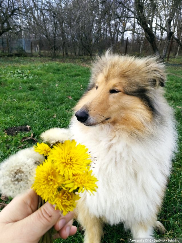 Зимние одуванчики или как Маня чуть Кузю не слопала😄