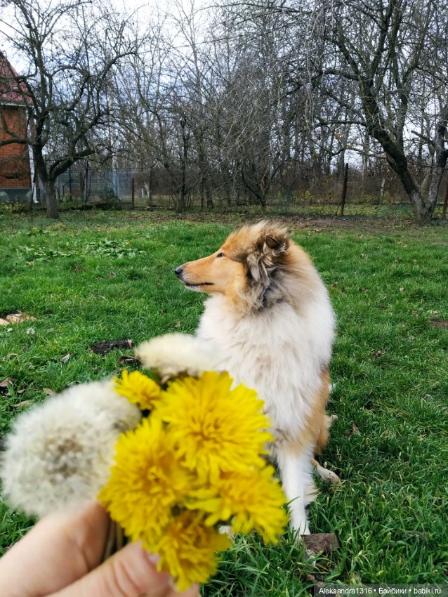 Зимние одуванчики или как Маня чуть Кузю не слопала😄