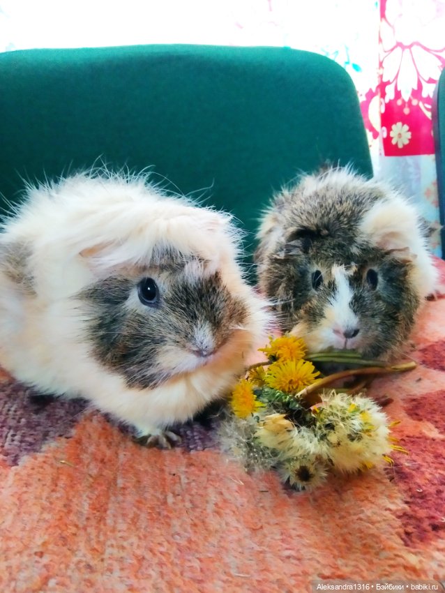 Зимние одуванчики или как Маня чуть Кузю не слопала😄