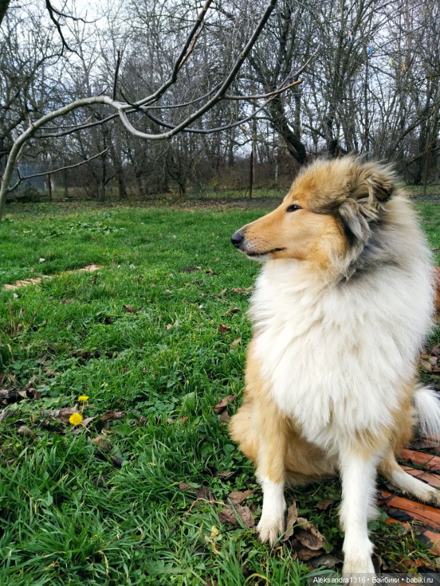 Зимние одуванчики или как Маня чуть Кузю не слопала😄