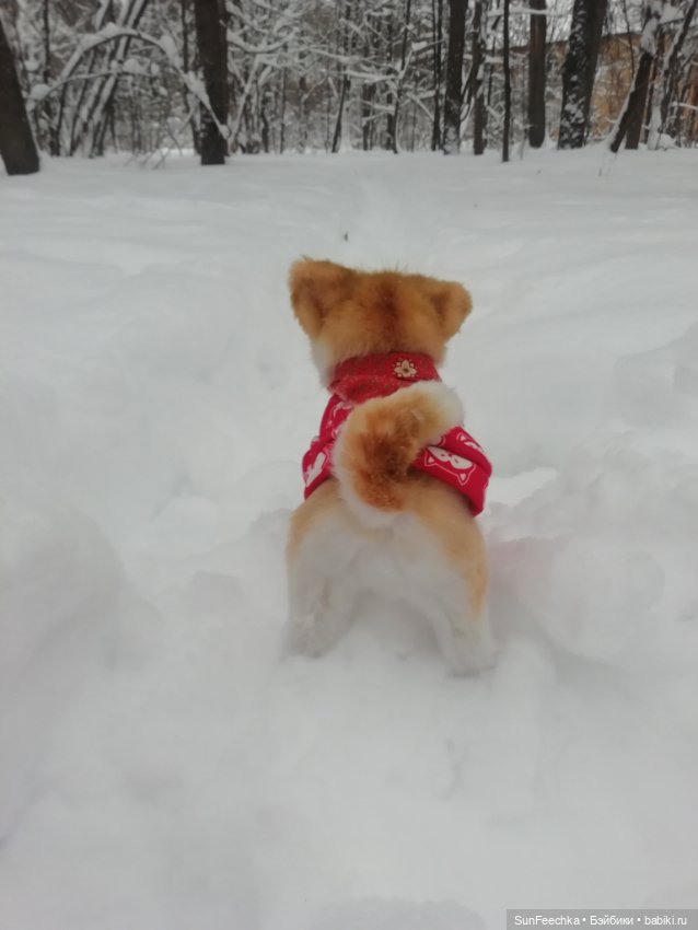 Живые игрушки — Домашние фото авторских игрушек: Тедди (фото 3)