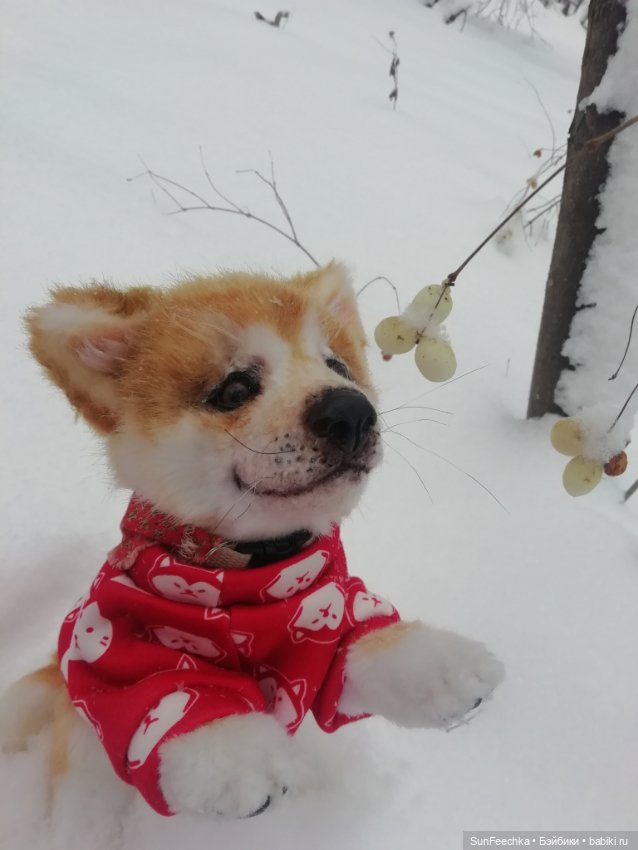 Живые игрушки — Домашние фото авторских игрушек: Тедди (фото 8)