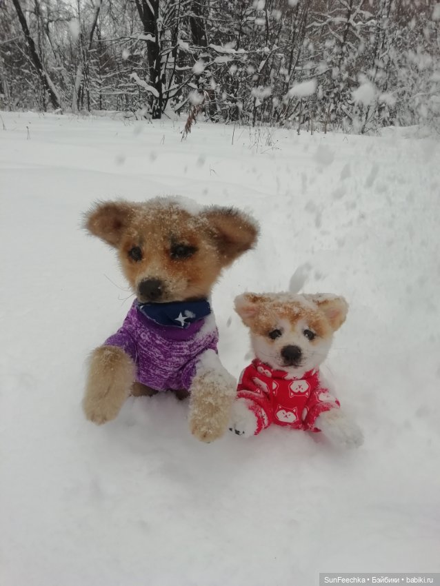 Живые игрушки — Домашние фото авторских игрушек: Тедди