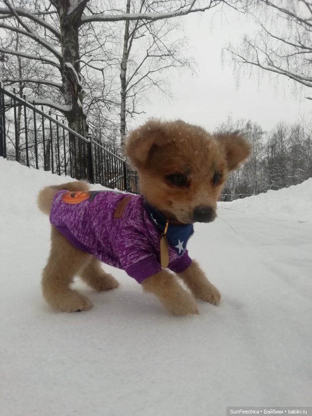 Живые игрушки — Домашние фото авторских игрушек: Тедди