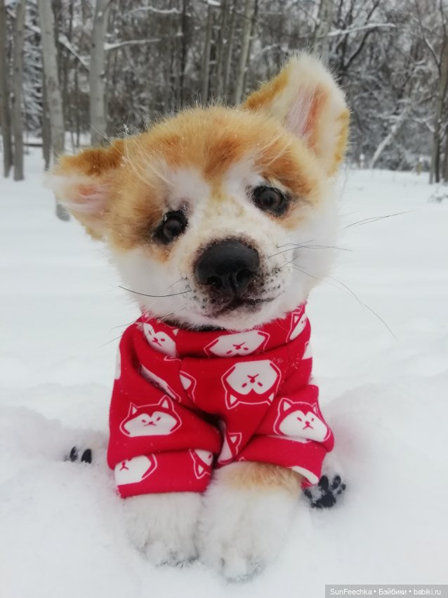 Живые игрушки — Домашние фото авторских игрушек: Тедди (фото 2)