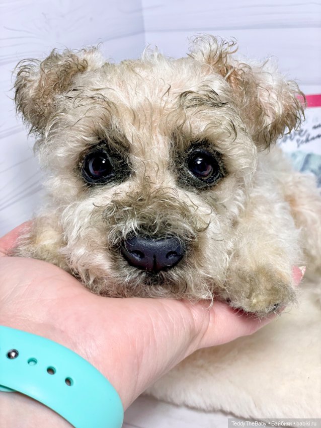 Снежок🐾 — Реалистичные игрушки и звери (Натюр): собаки