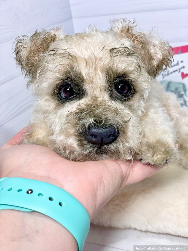 Снежок🐾 — Реалистичные игрушки и звери (Натюр): собаки