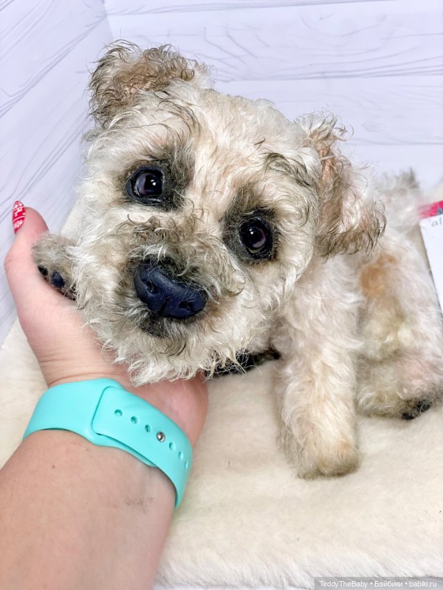 Снежок🐾 — Реалистичные игрушки и звери (Натюр): собаки (фото 8)